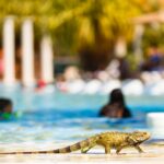 What Types Of Amenities Does Cherrystone Family Camping & RV Resort Offer?