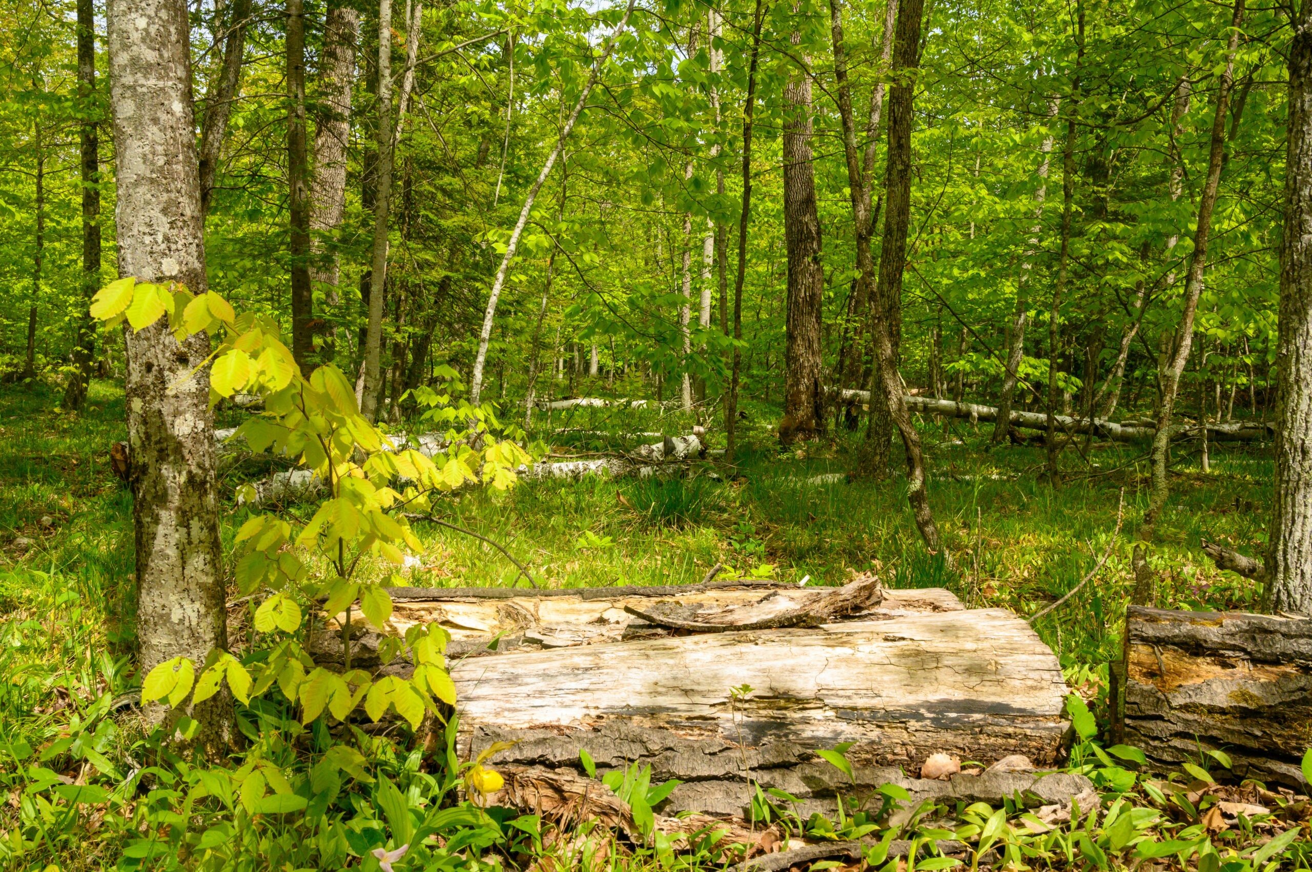 What Are The Popular RV Camping Spots In Wisconsin? What Are The Popular RV Camping Spots In Wisconsin?