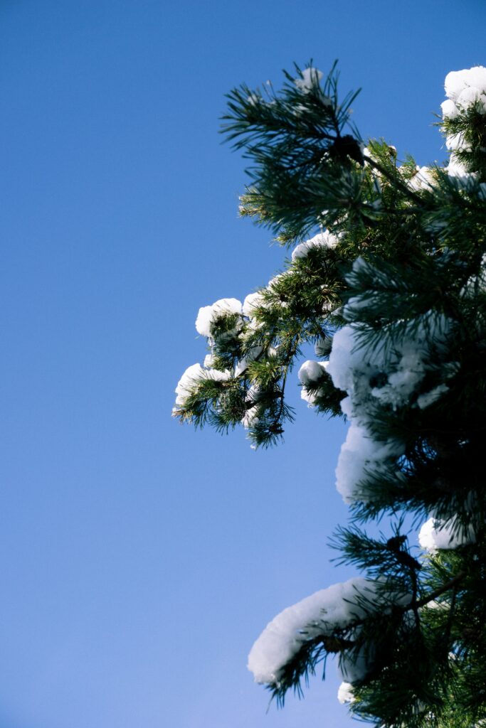 SnowBear - The Original Ice Fishing Recreational Vehicle