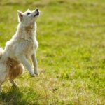 TrailV2 Plus Hitch 2 Ebike Rack review